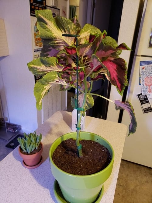 Indoor Coleus Pictures 28