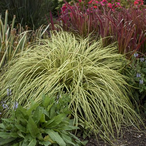Ornamental Plants for Shade 3