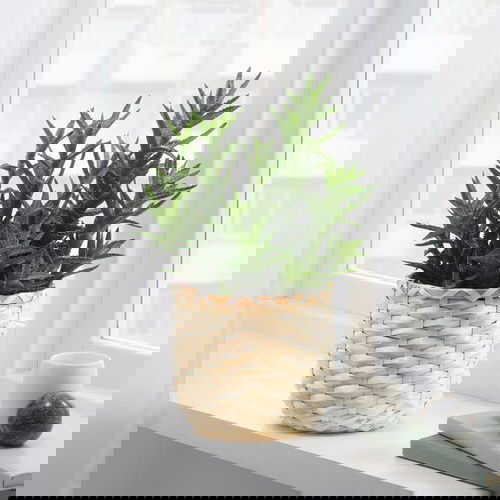 Pin Worthy Houseplant Pictures 46