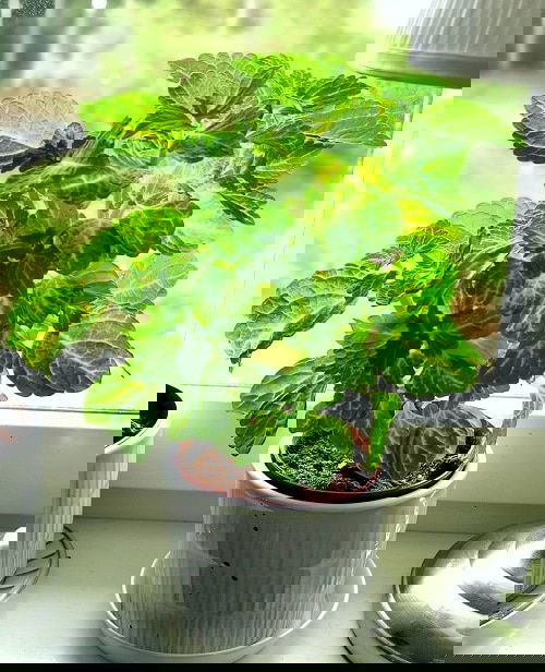 Indoor Coleus Pictures 25