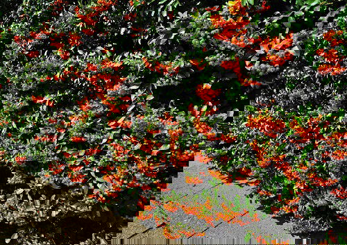 Fast Growing Privacy Shrubs