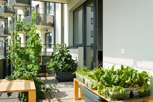 Edible Balcony Gardens