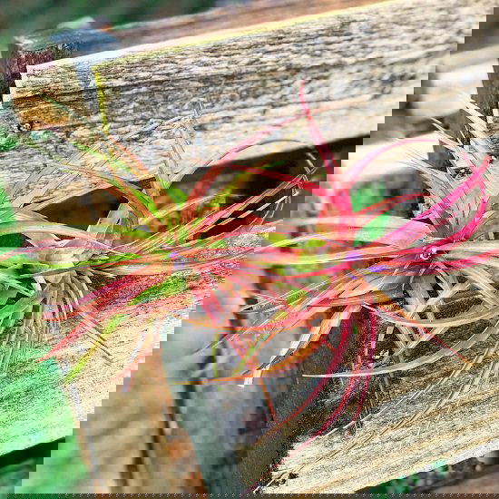 26 Types of Air Plants