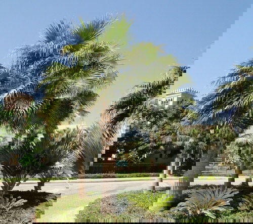 Types of Palm Plants 27