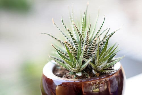 Most Attractive Houseplants for Decorative Purpose 2