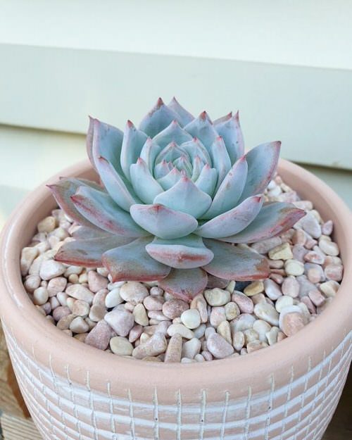 Best Blue Succulents 9
