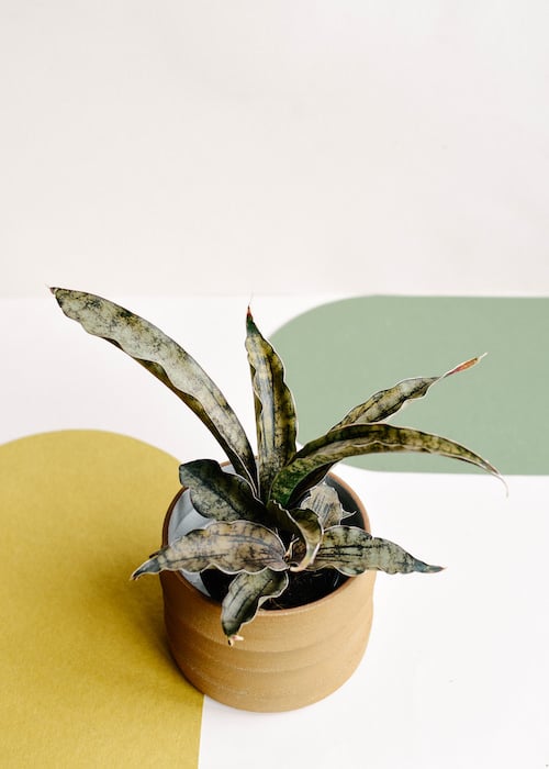 The Most Fascinating It Plants of 5