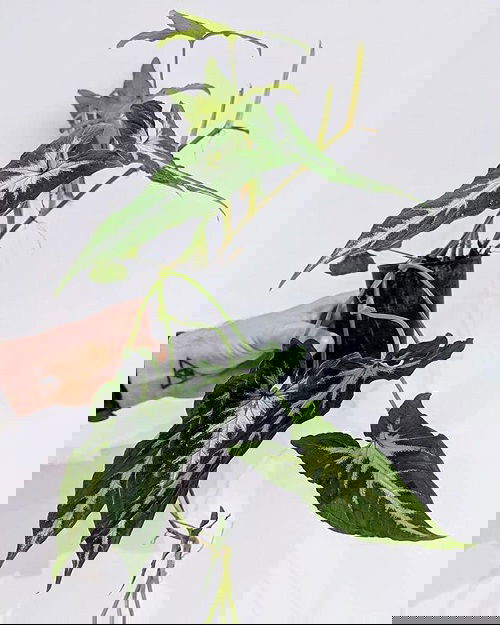 Indoor Syngonium Varieties 13