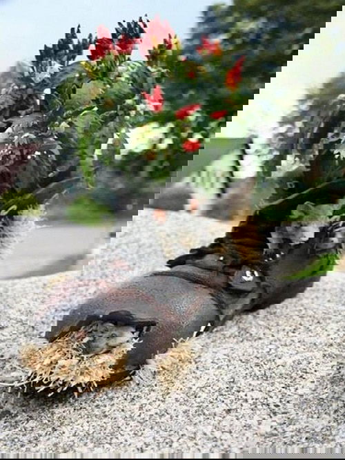 Pinterest Garden Hacks 2