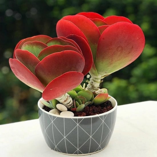 Colorful Succulents 4