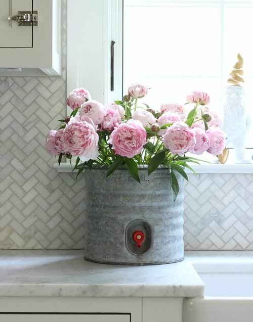 Pictures of Feng Shui Plants for Home 6