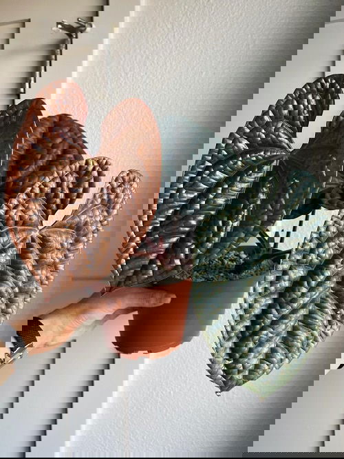 Fanciest Anthuriums 15