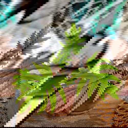 Exotic Philodendron Plants 70