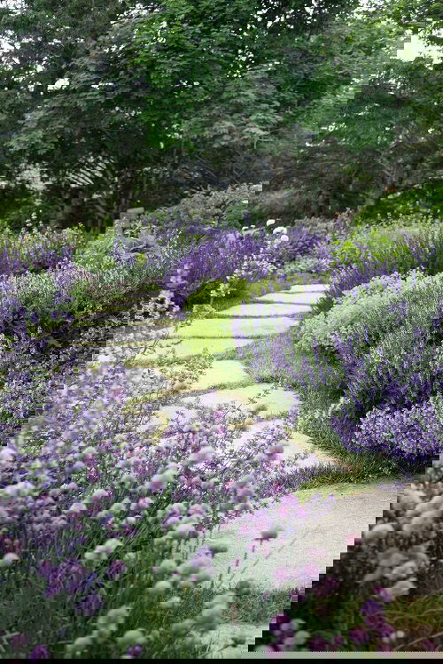 Landscaping with Lavender 7
