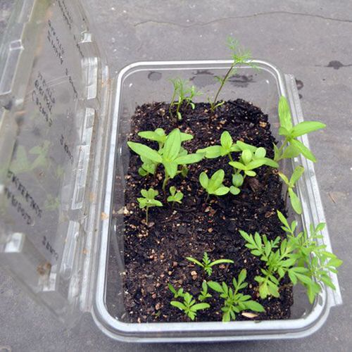 Best Places to Find Free Gardening Containers 2