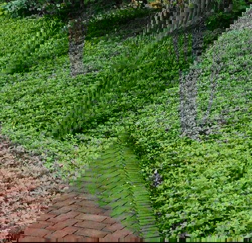 Shade Loving Ground Covers 5