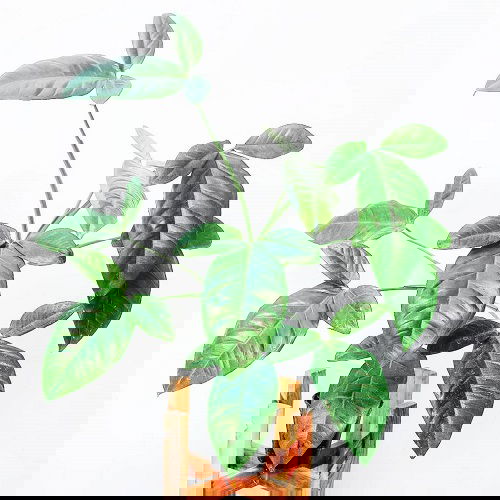 Indoor Syngonium Varieties 11