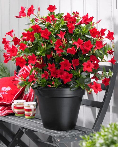 Best Flowers for Balcony Garden 4