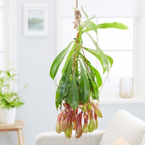 Indoor Plants that Look Better in Baskets 5