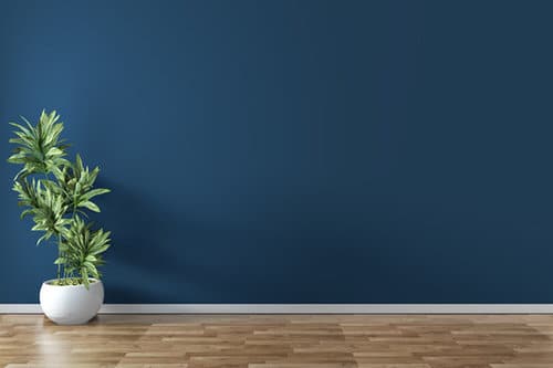 Best Insta Worthy Photos of House Plants 25