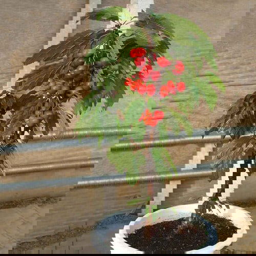 Best Cold Tolerant Fruit Trees 6