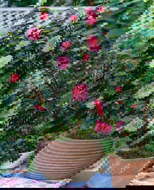 Flowers that Look Like Roses