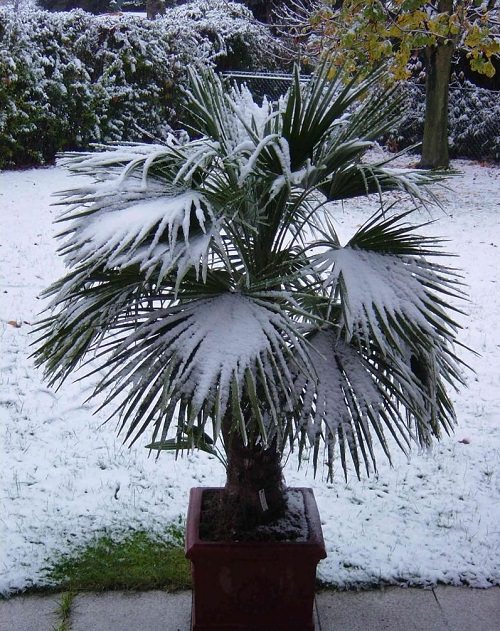 Most Cold Tolerant Palm Trees 3
