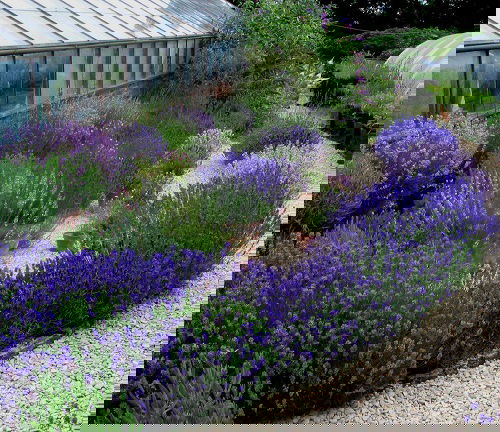 Landscaping with Lavender 20