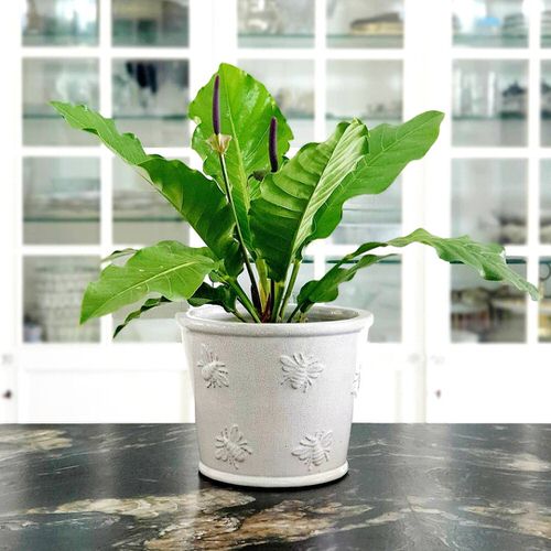 Fanciest Anthuriums 12