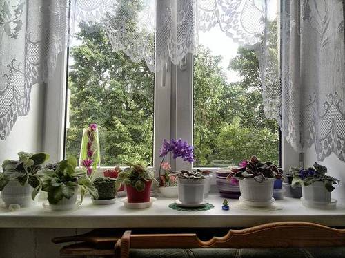 Windowsill Decor Ideas with Plants 7
