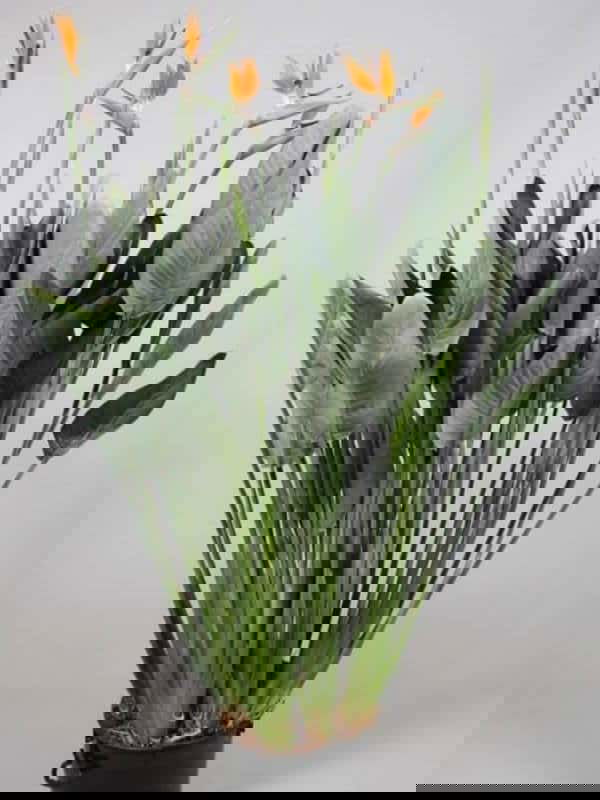 Strelitzia-reginae-Bird-of-Paradise