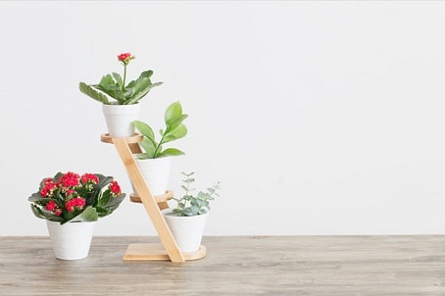 Pin Worthy Houseplant Pictures 35