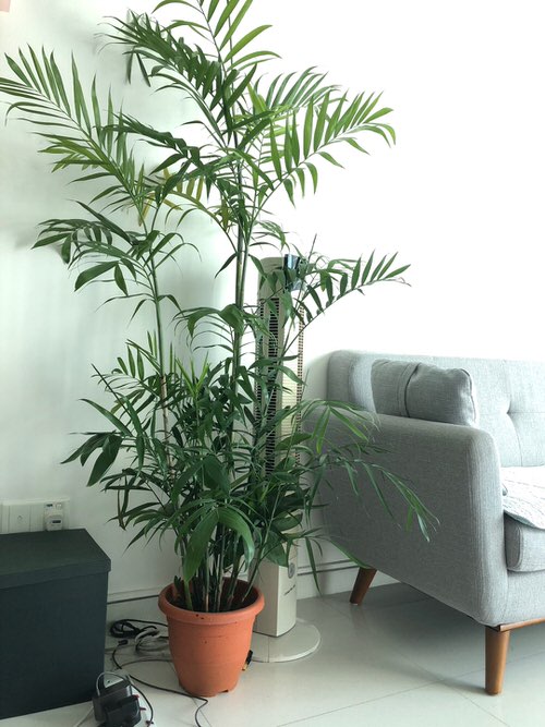 Types of Palm Plants 5