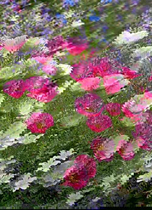 Flowers that Look Like Roses 8