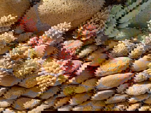 Beautiful Pink Succulents 6