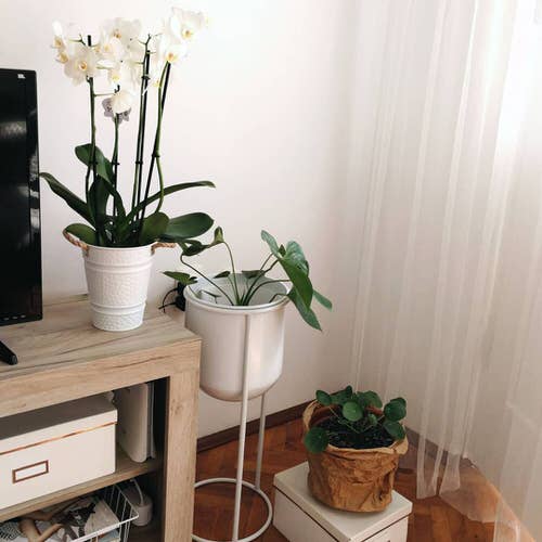 Tropical Indoor Plants Pictures and Ideas from Instagram 10