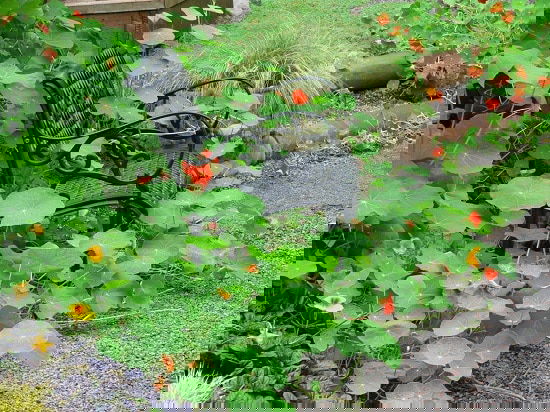 Reasons to Grow Nasturtium in the Garden for many benefits