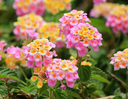 Types of Lantanas 6