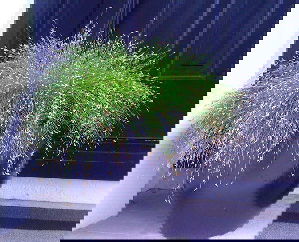 Best Ornamental Grasses for Containers 8