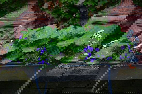 Green Leafy Vegetables 10