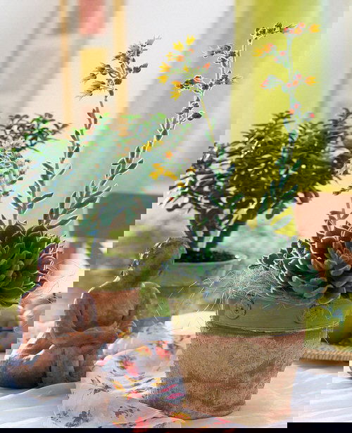 Pictures of the Best Small and Compact Houseplants 8