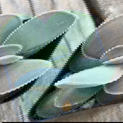 Best Blue Succulents 11