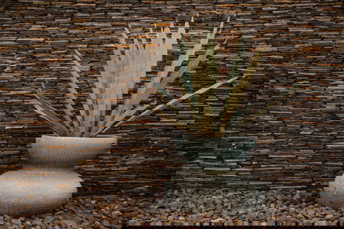 Succulents that Don't Need Water Before a Month 4