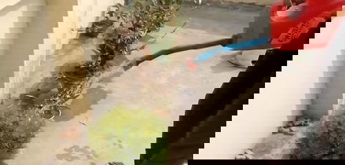 DIY Watering Can Ideas 2