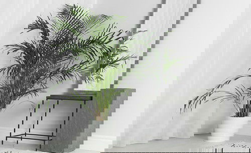 Types of Palm Plants 4