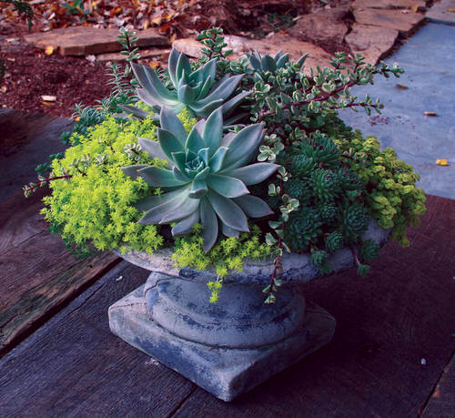Container Gardening Arrangements 3
