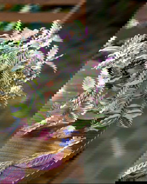 Indoor Plants you can Grow from Cuttings 2