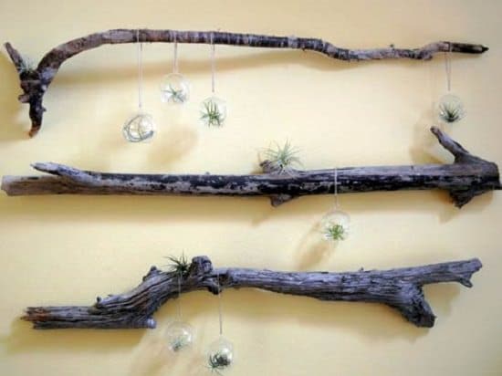 Driftwood Airplant Terrarium