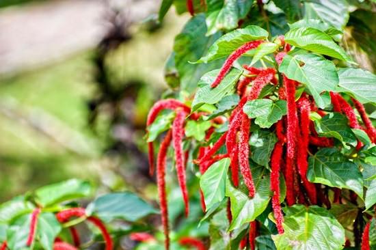 Cascading Flowers for Window Boxes you might not be aware of