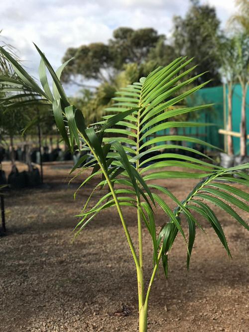 Types of Palm Plants 30